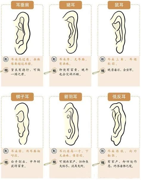 耳型 面相|16种耳相图解